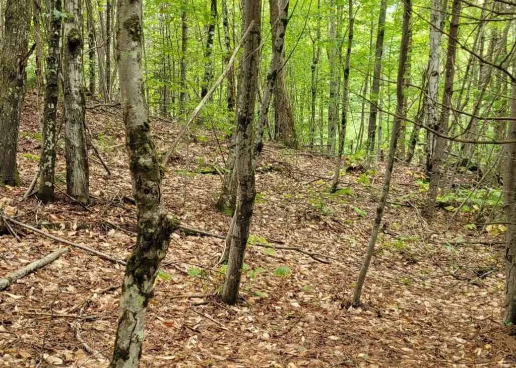 00 Chaos Turnpike Cavendish VT 05142