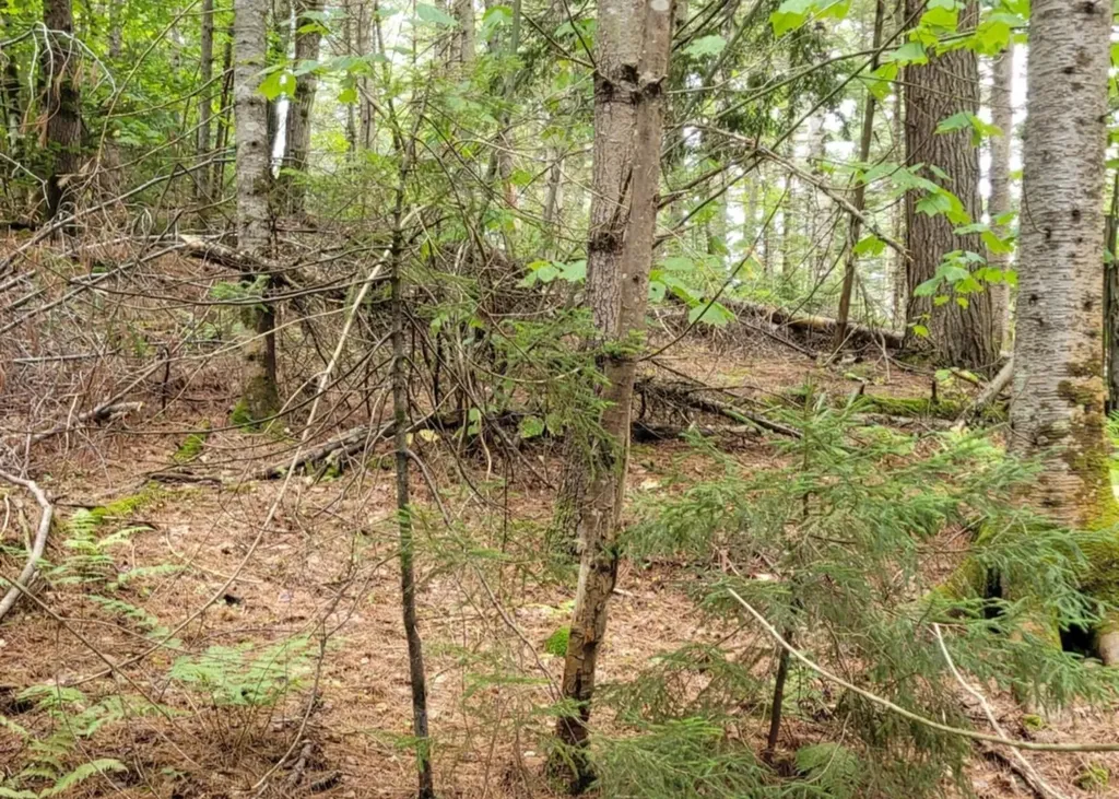 00 Chaos Turnpike Cavendish VT 05142