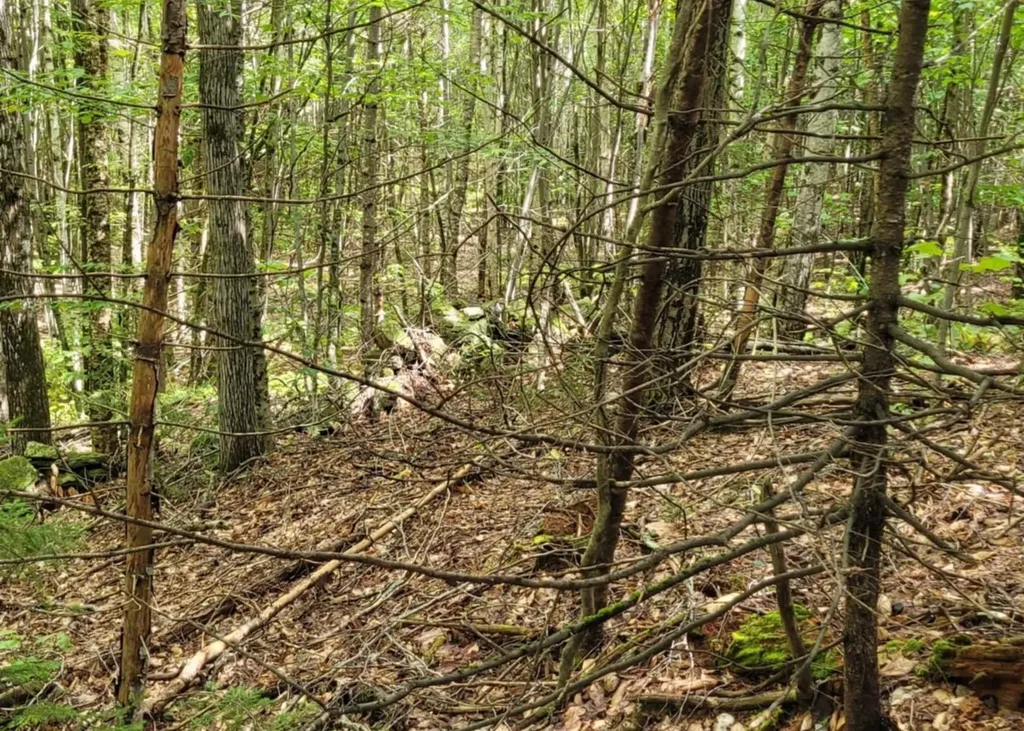 00 Chaos Turnpike Cavendish VT 05142