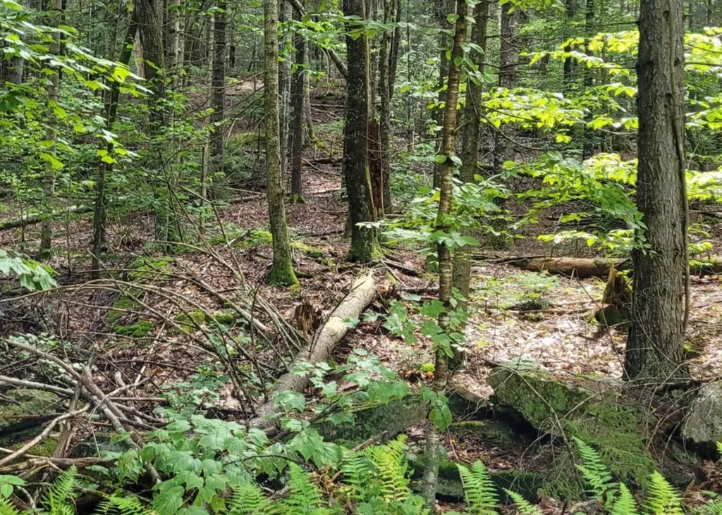 00 Chaos Turnpike Cavendish VT 05142