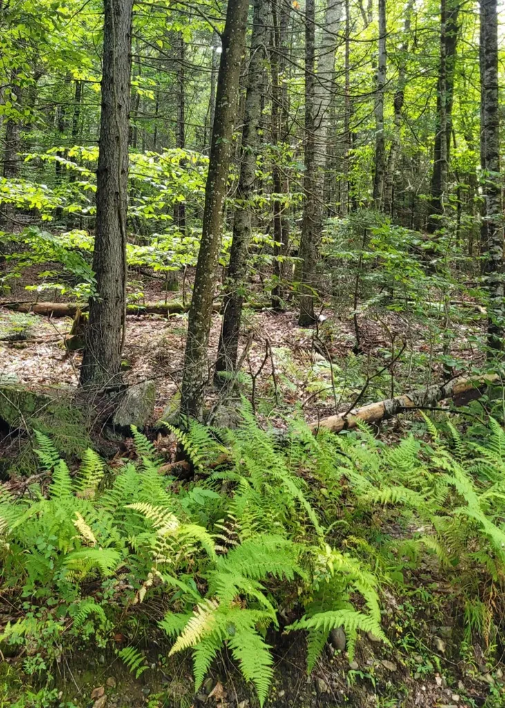 00 Chaos Turnpike Cavendish VT 05142