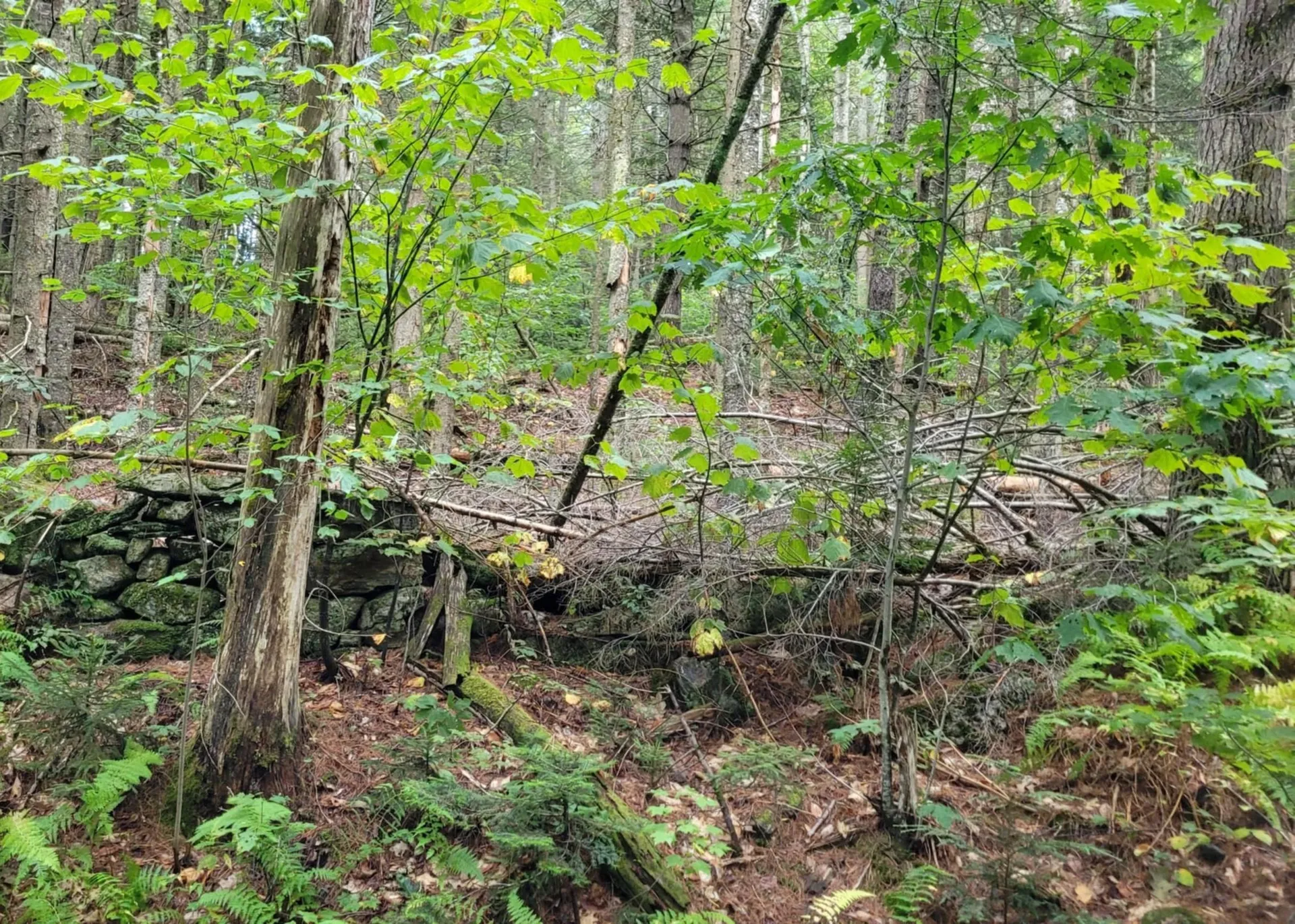 00 Chaos Turnpike Cavendish VT 05142