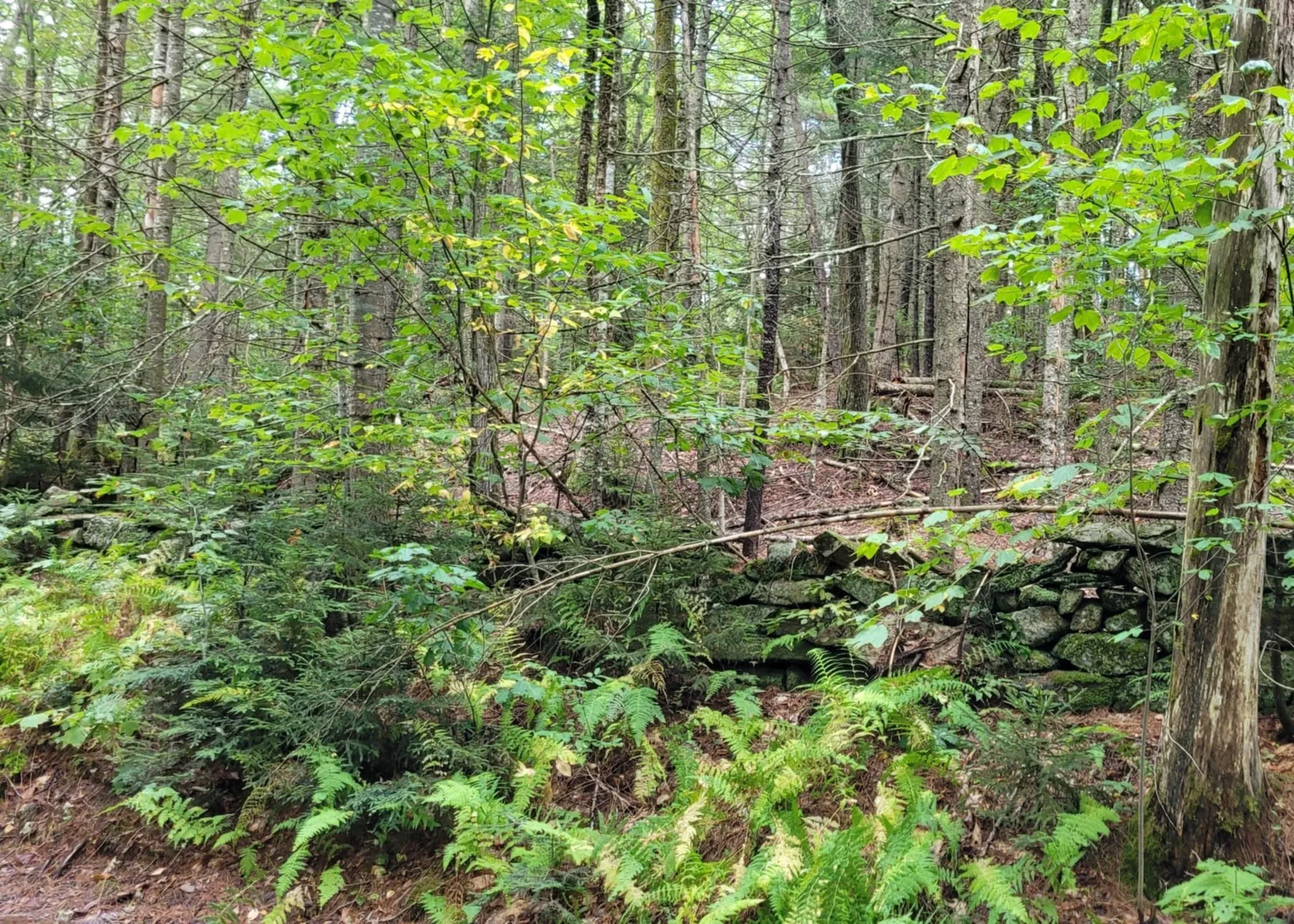 00 Chaos Turnpike Cavendish VT 05142