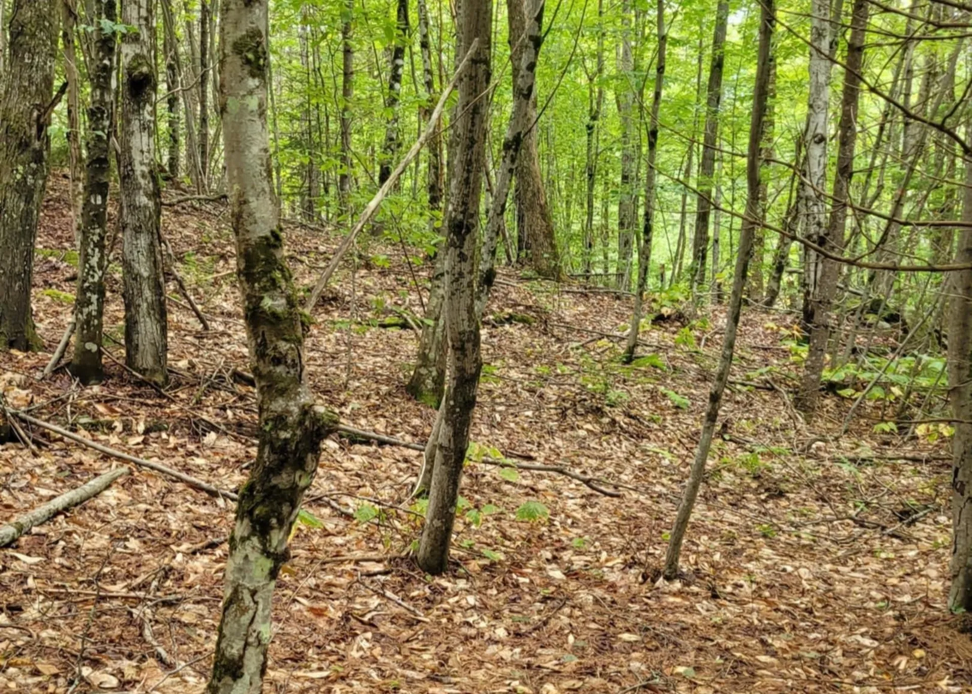 00 Chaos Turnpike Cavendish VT 05142