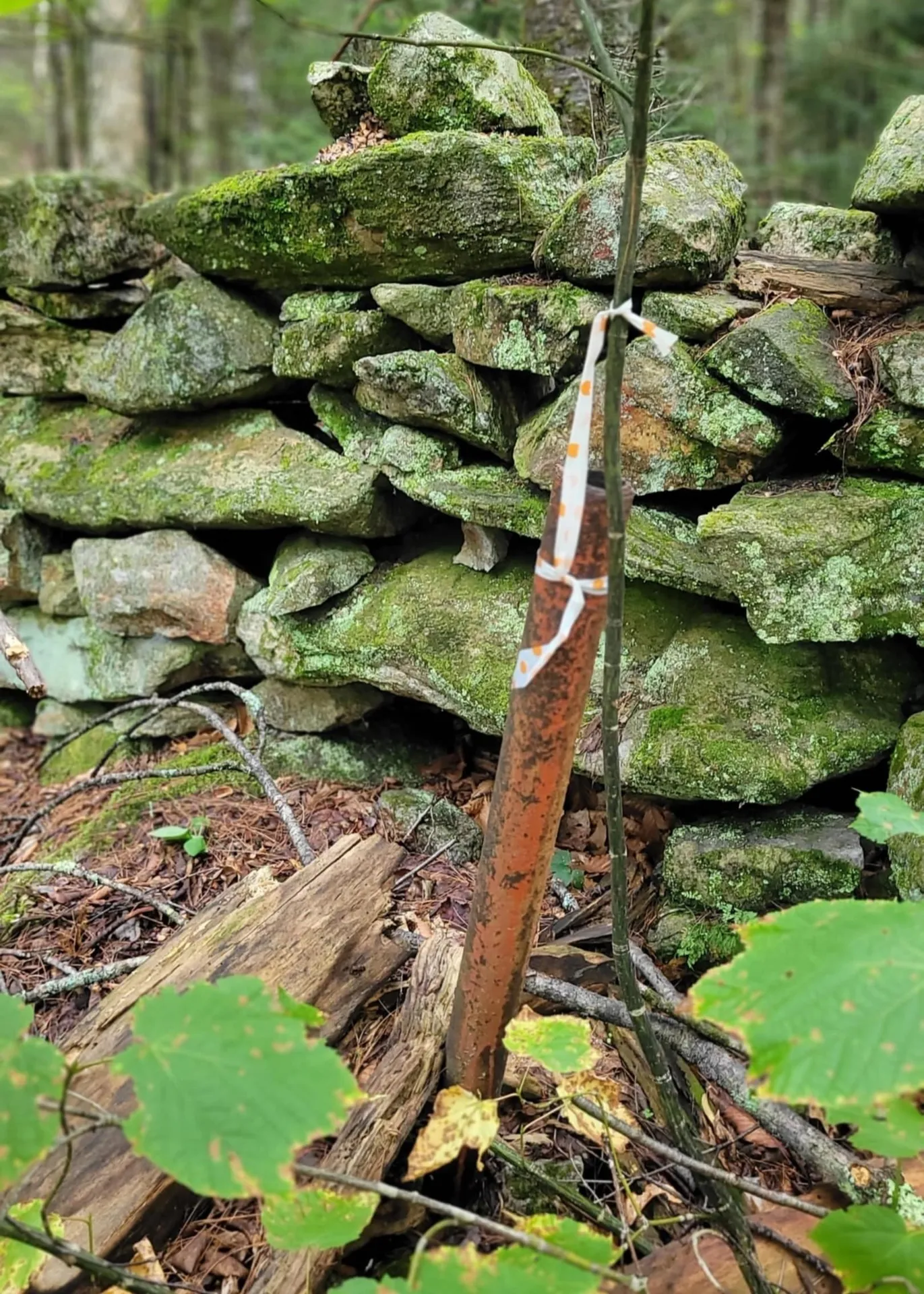 00 Chaos Turnpike Cavendish VT 05142