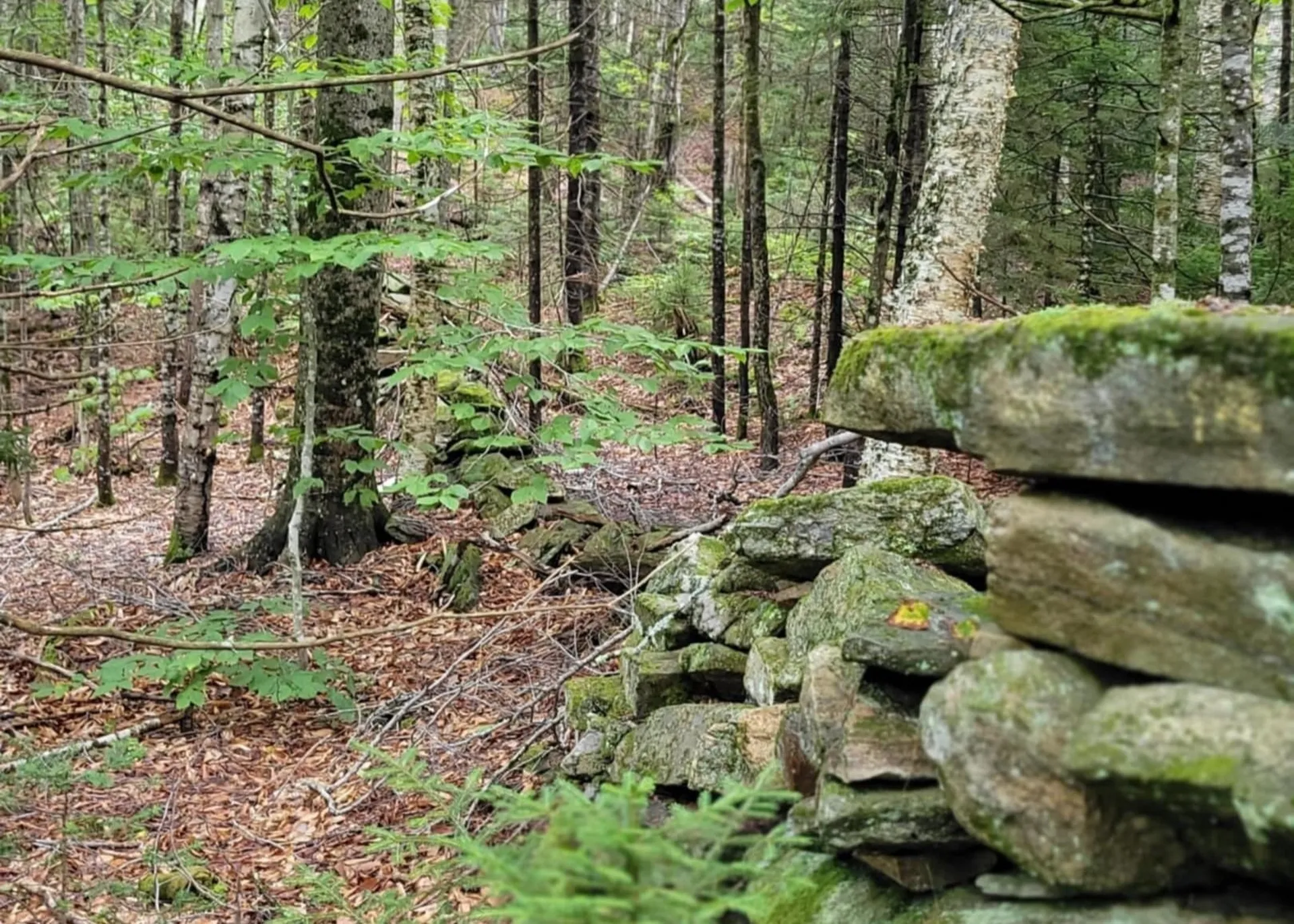 00 Chaos Turnpike Cavendish VT 05142