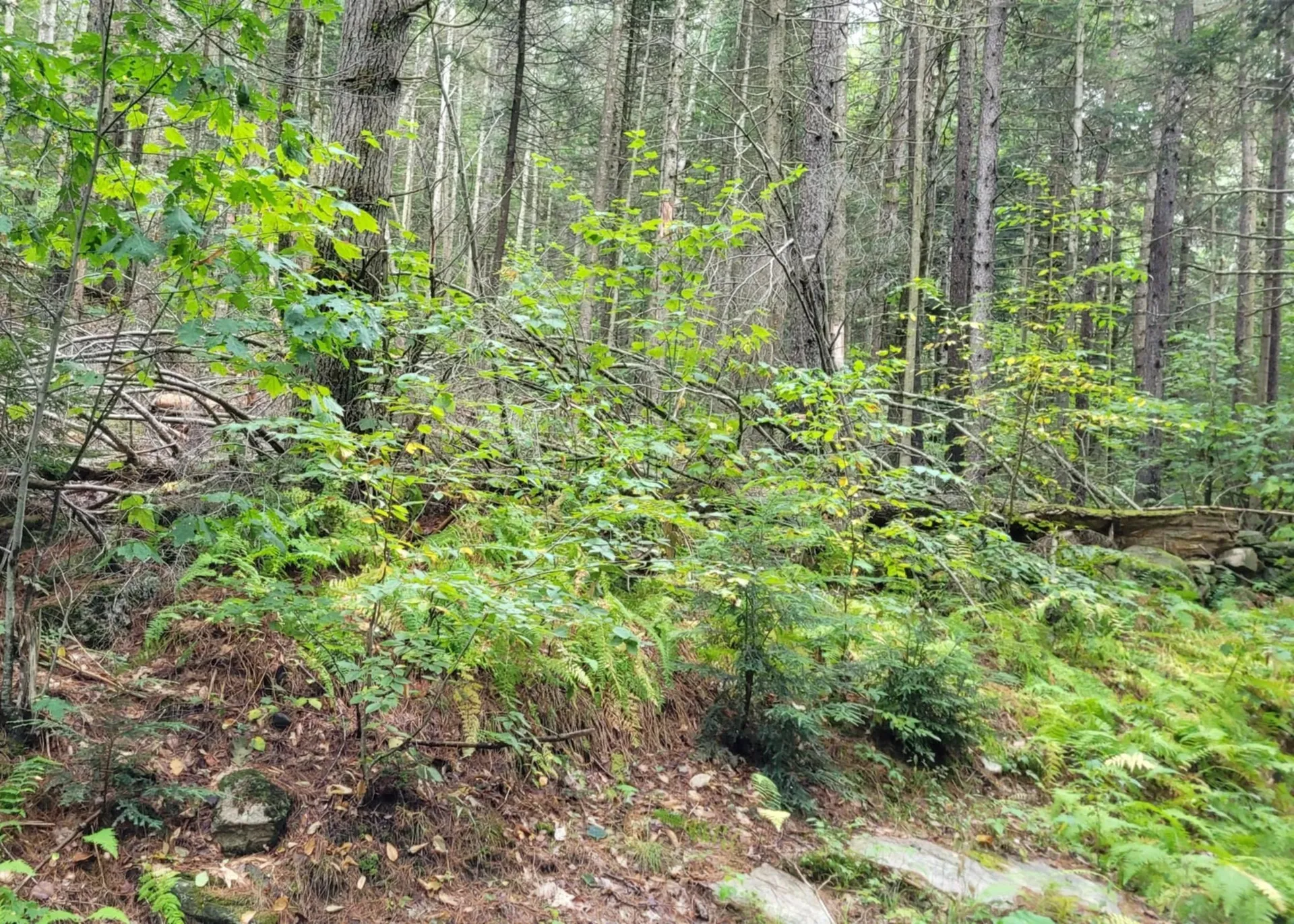 00 Chaos Turnpike Cavendish VT 05142