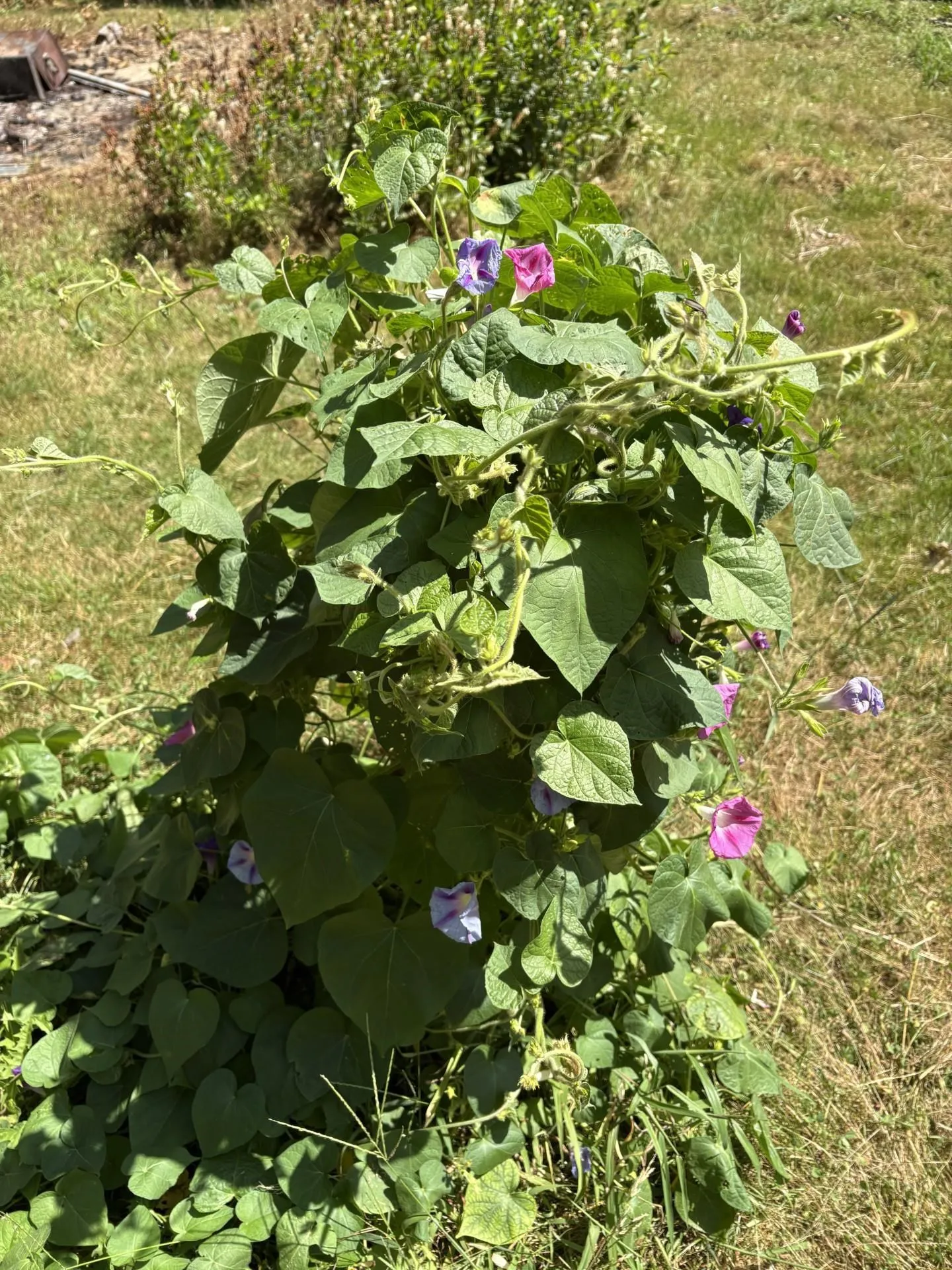 19 Easy Avenue Albany NH 03818