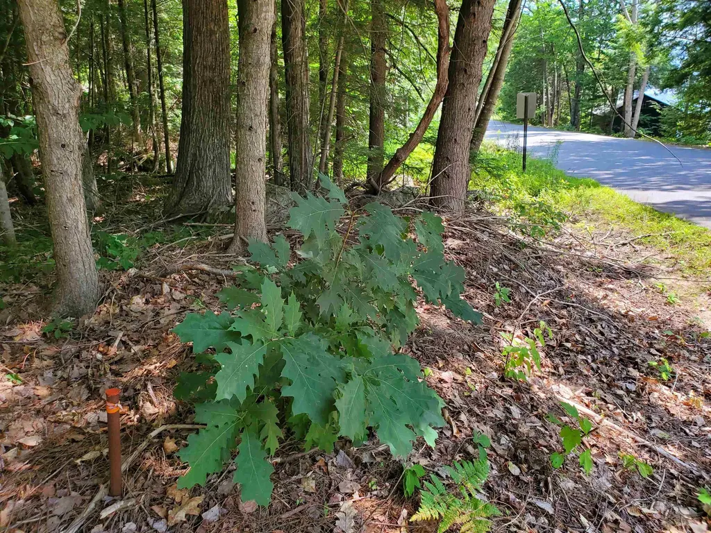 339 Lakeshore Drive New London NH 03257