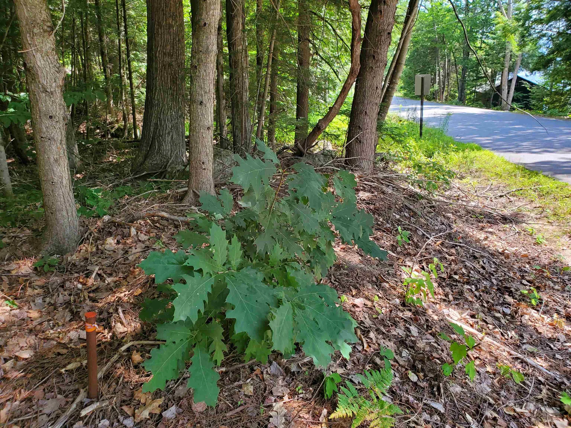 339 Lakeshore Drive New London NH 03257