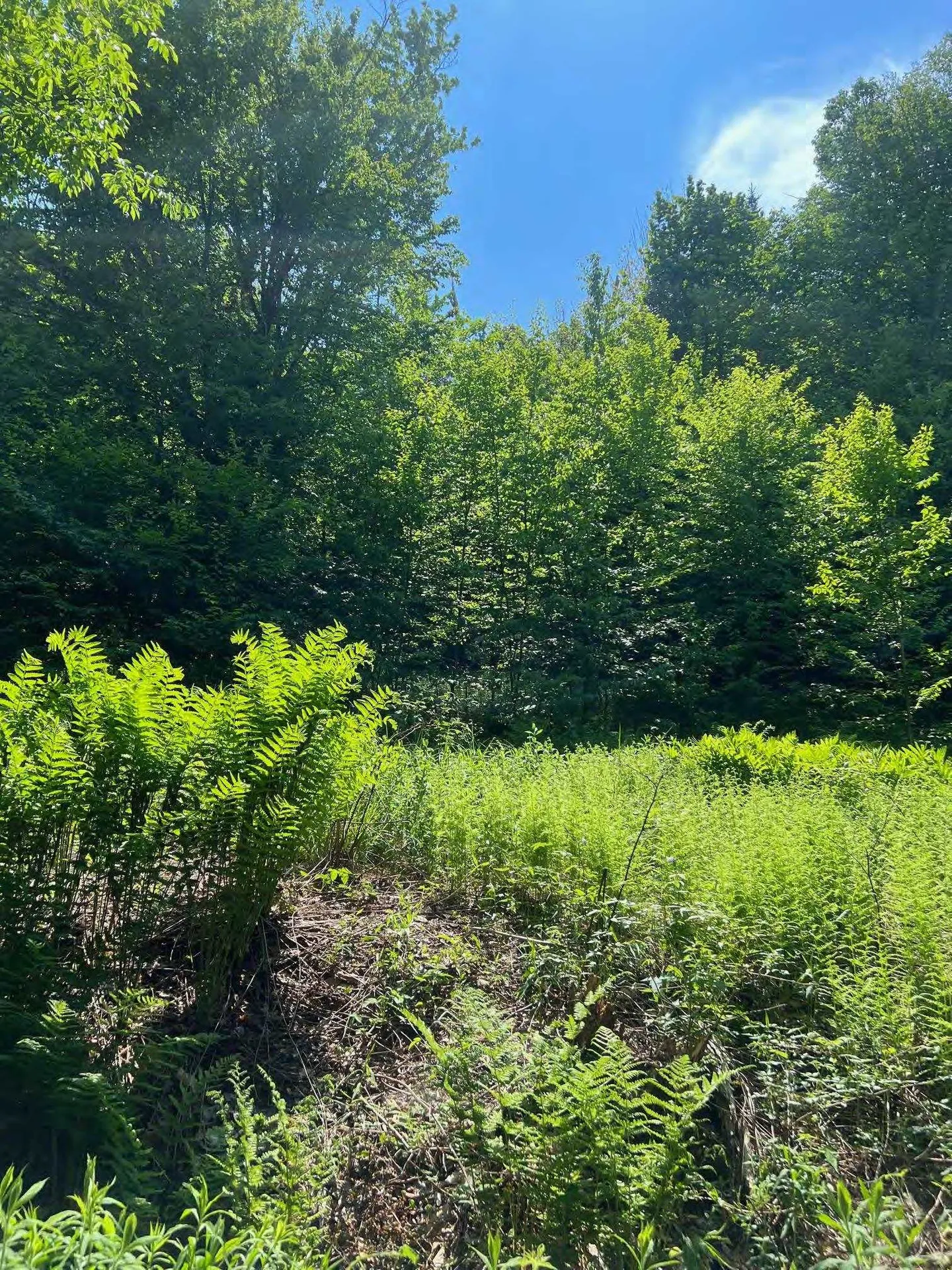 00 Albin Hill Bethel VT 05060