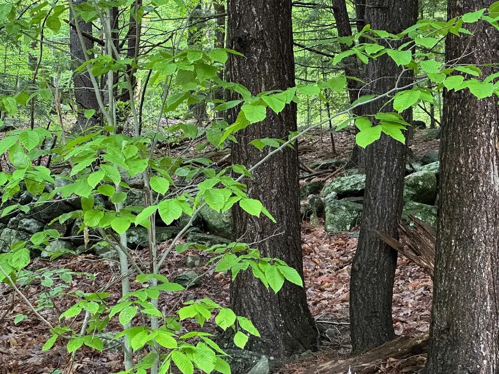 Lot 2 Wellington Hill Road W Westminster VT 05346