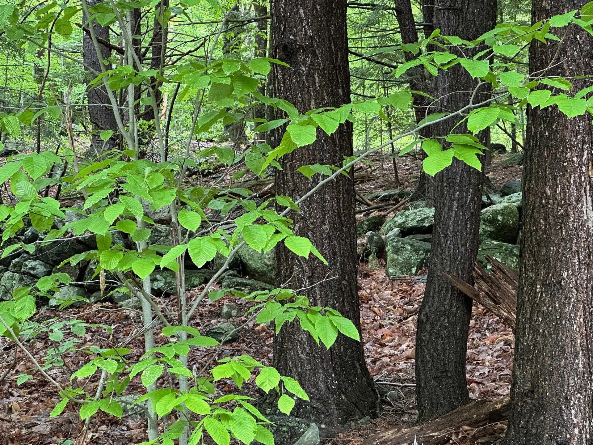 Lot 2 Wellington Hill Road W Westminster VT 05346