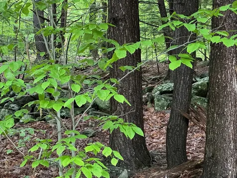 Lot 2 Wellington Hill Road W Westminster VT 05346