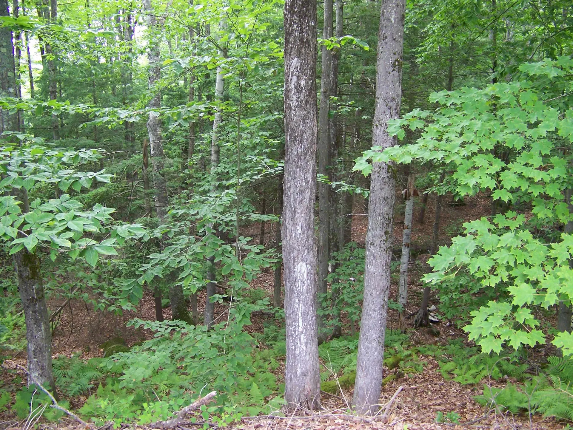 Ledge Hill Road Tuftonboro NH 03816