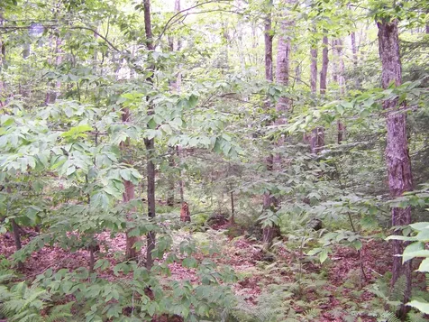 Ledge Hill Road Tuftonboro NH 03816