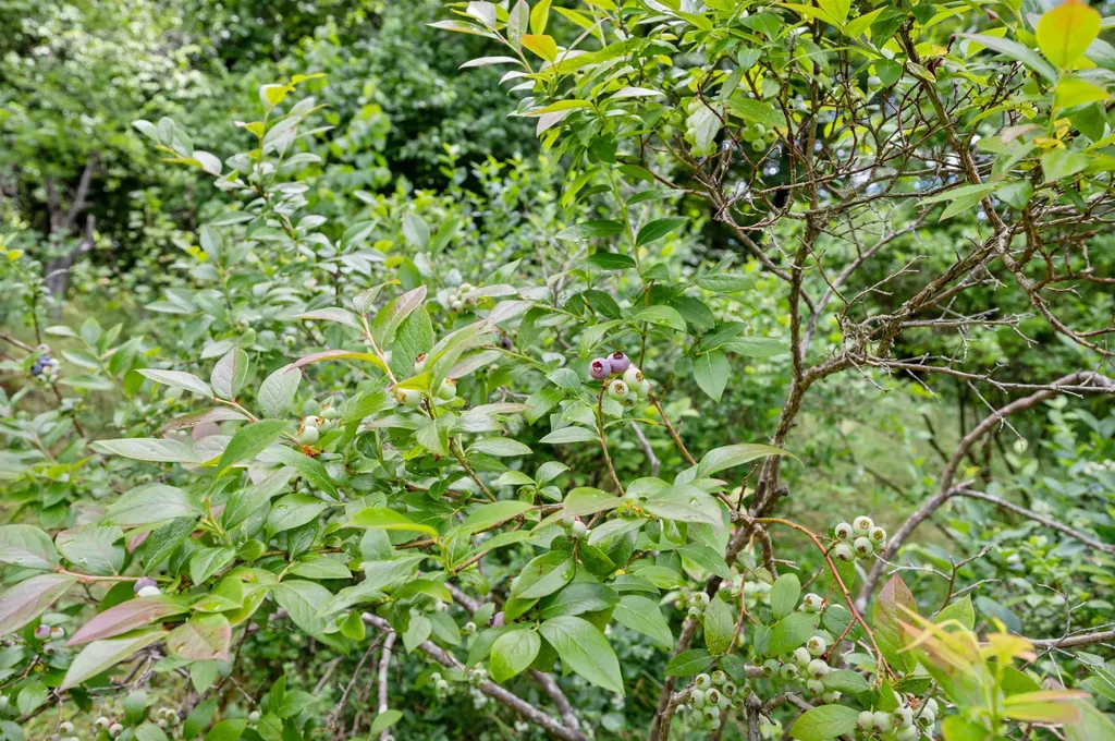 81 American Chestnut Way Berlin VT 05602