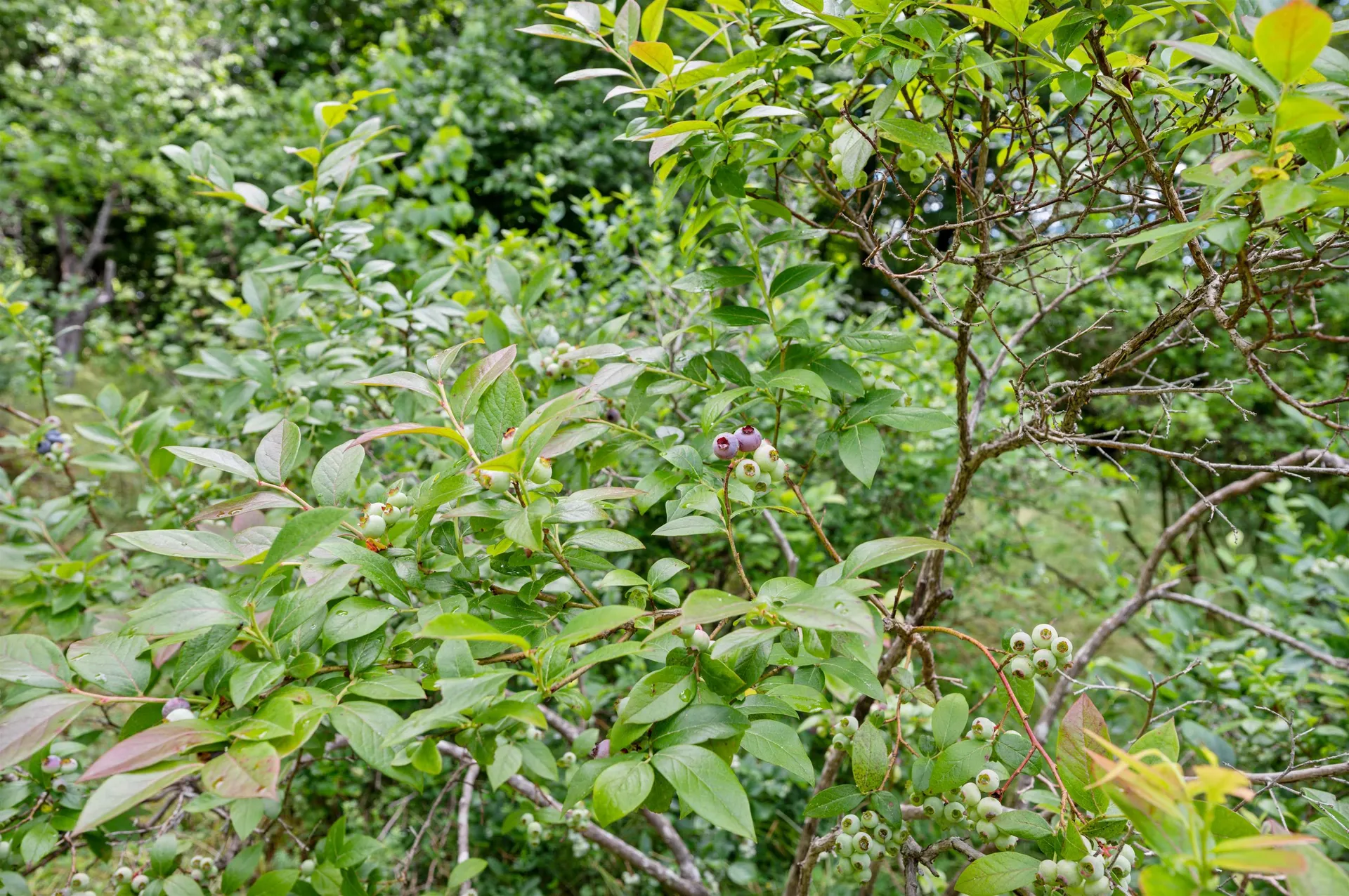 81 American Chestnut Way Berlin VT 05602