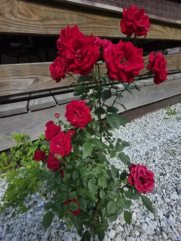 98 Merchant Street Barre City VT 05641