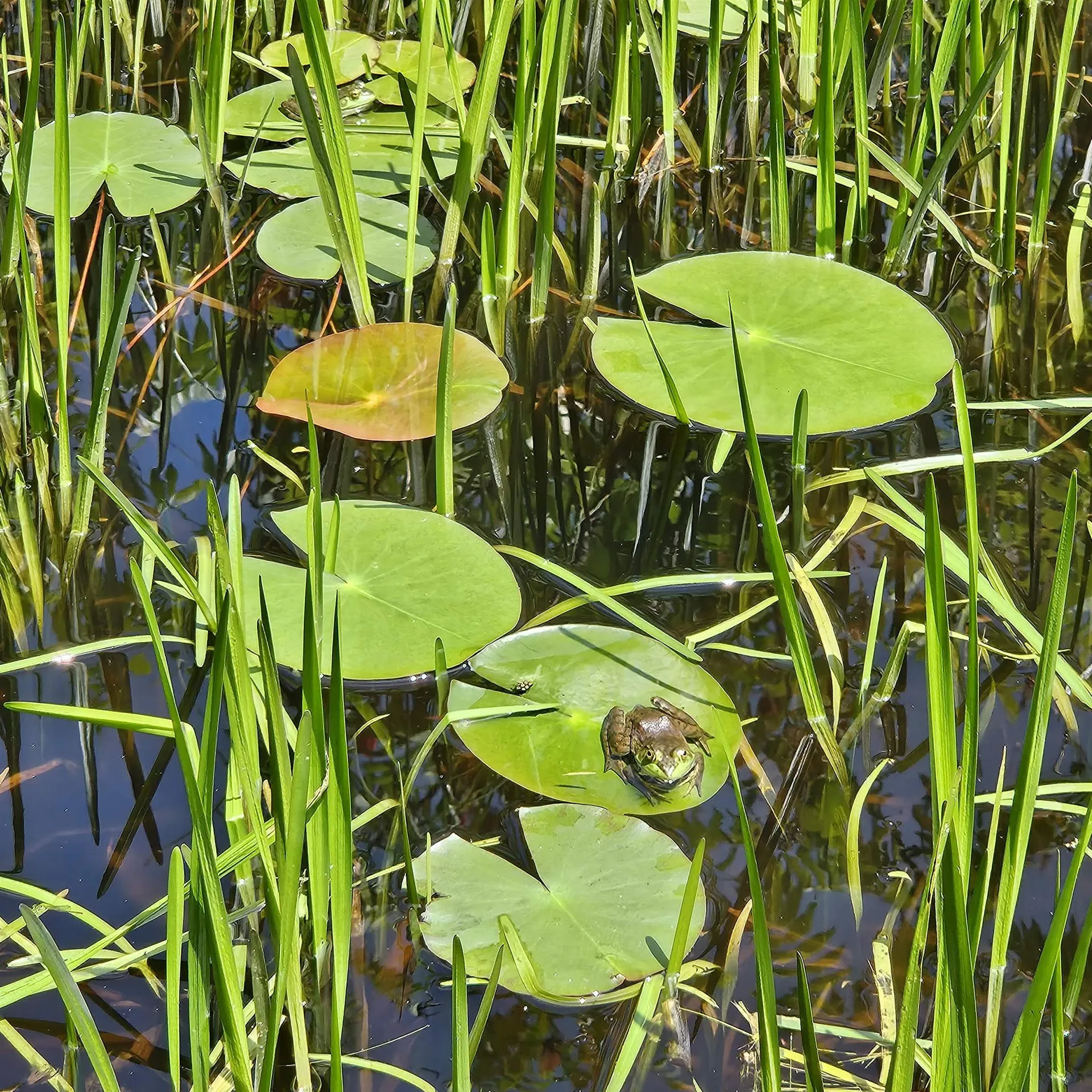 466 Beard Road Hillsborough NH 03244