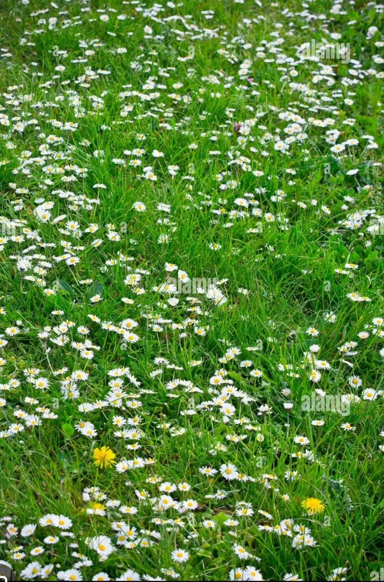 Lot 4 Coburn Woods Road New Durham NH 03855