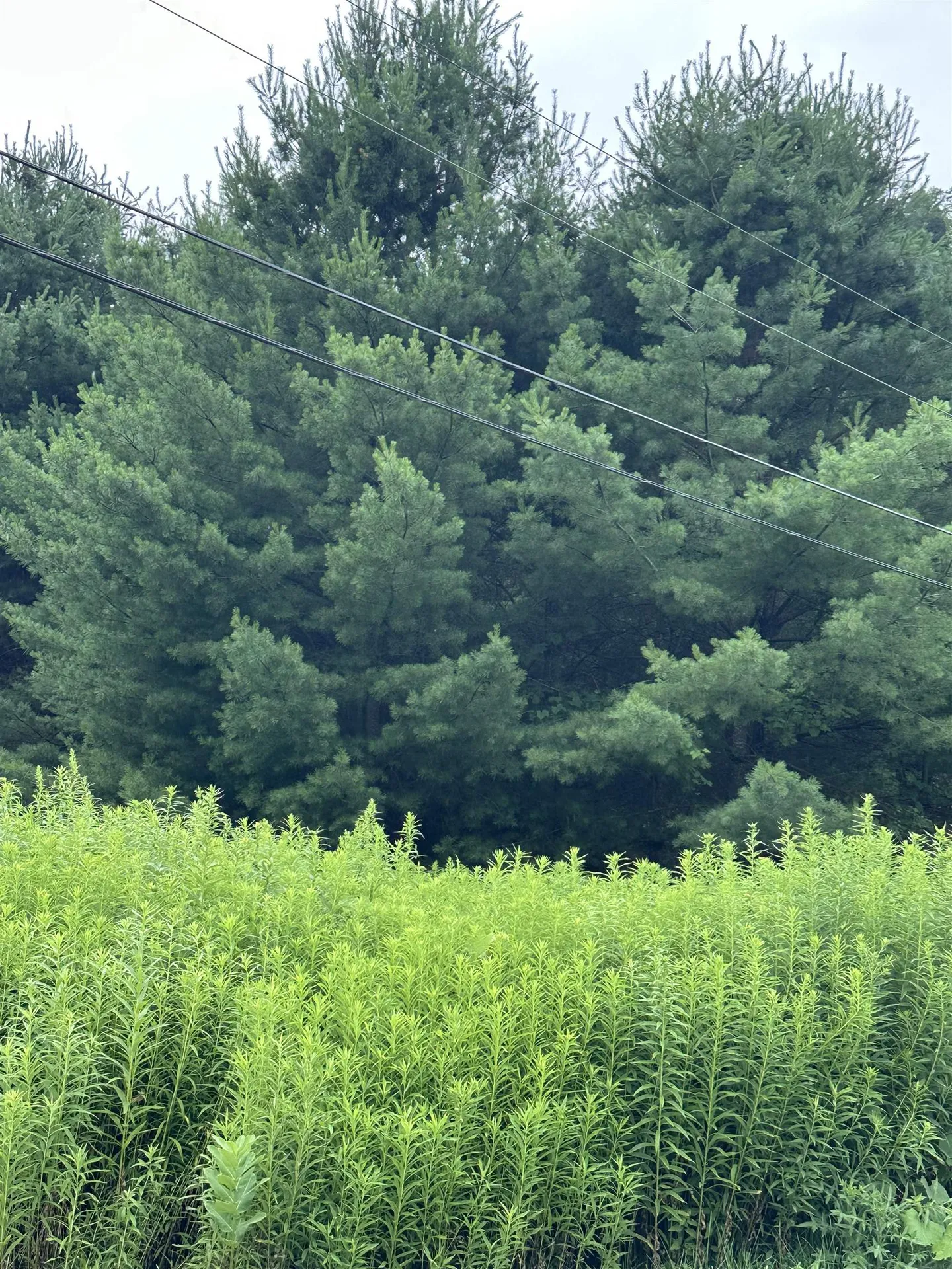 9 Rydon Acres Brandon VT 05753