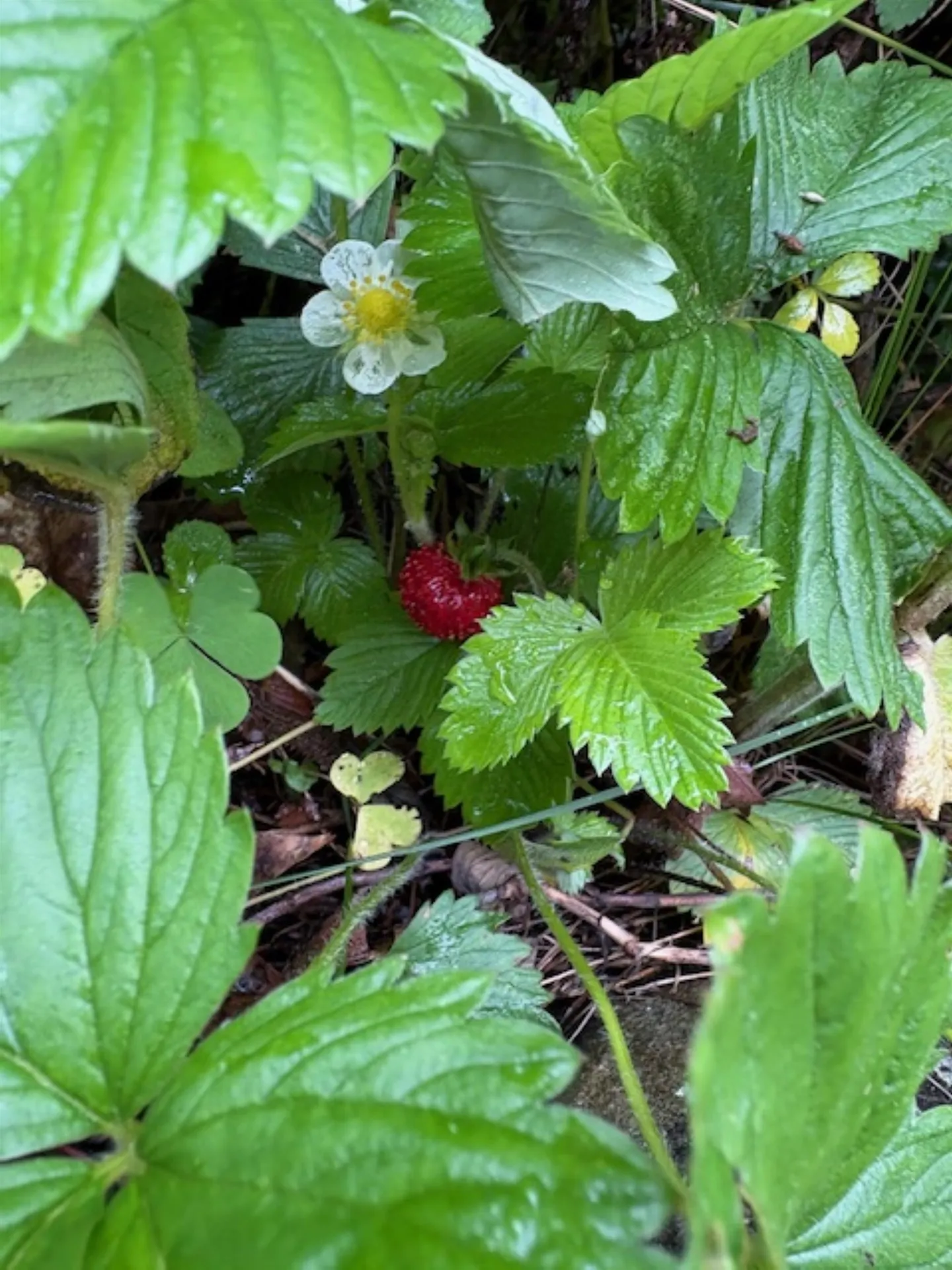 43 Appleton Road New Ipswich NH 03071