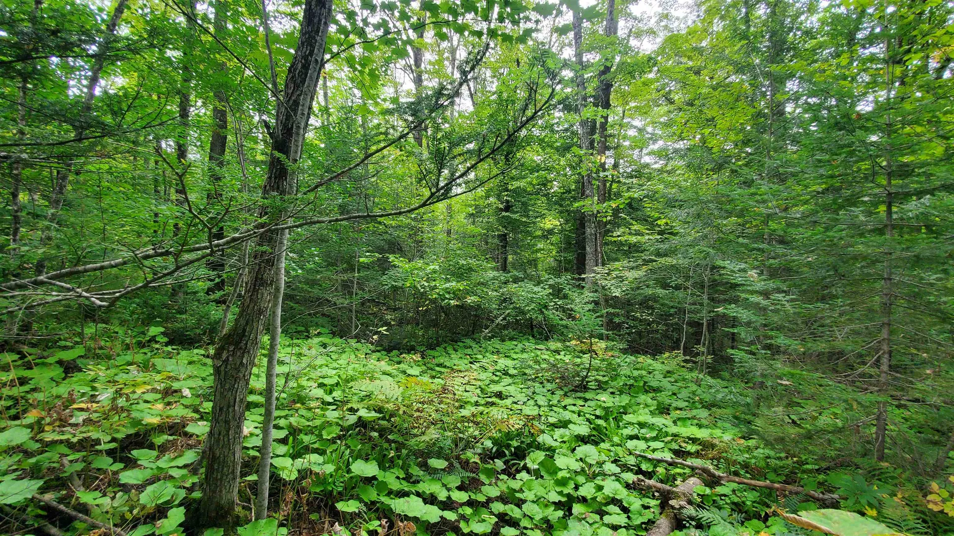 00 Brook Road Chelsea VT 05038