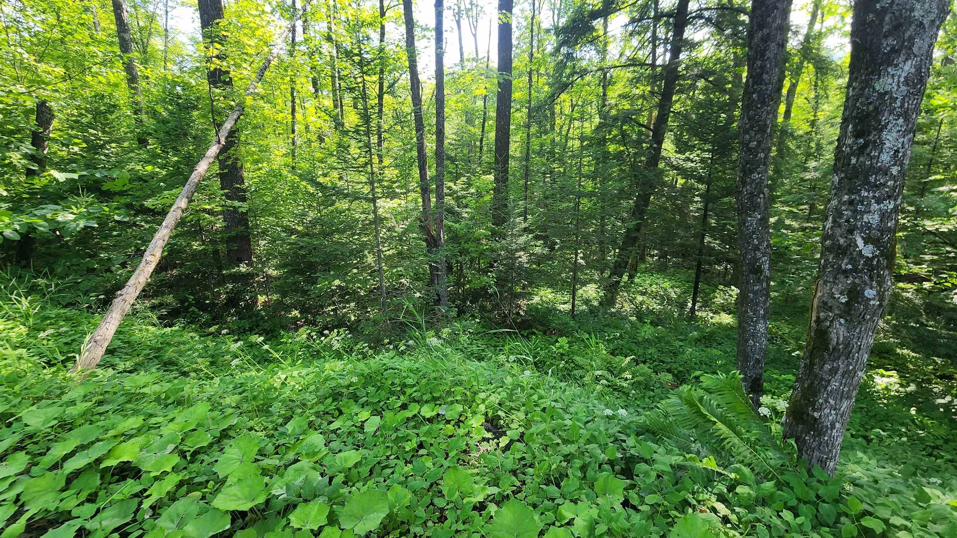 00 Brook Road Chelsea VT 05038