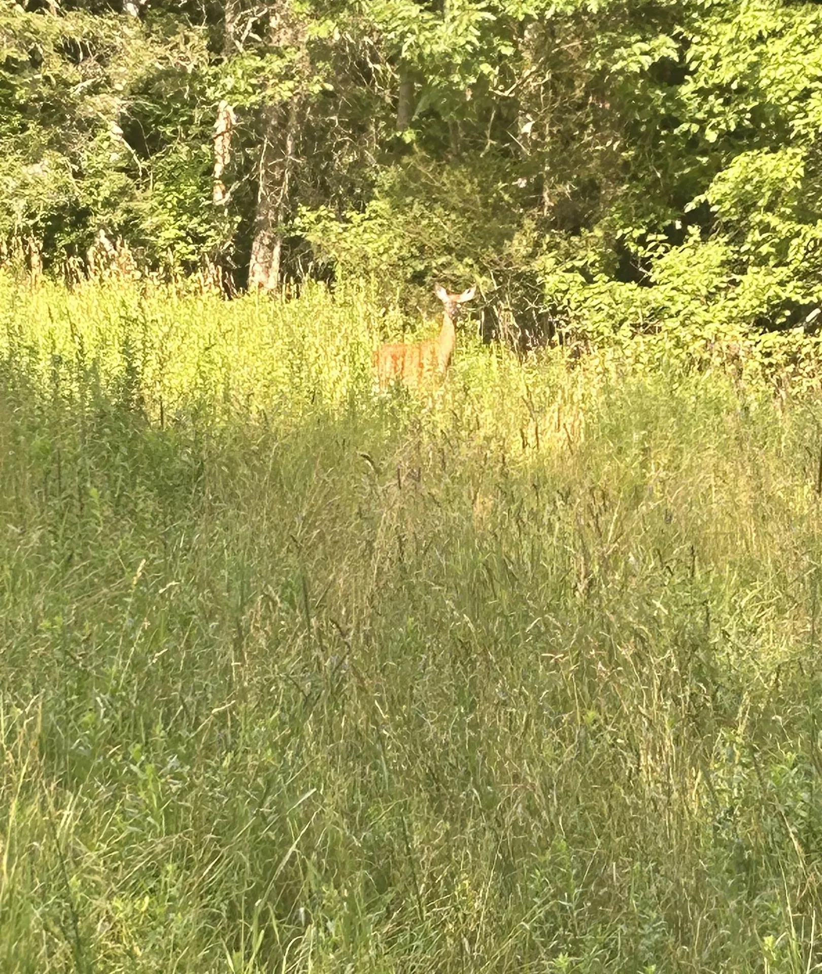 420 Gale Chandler Road Landaff NH 03585