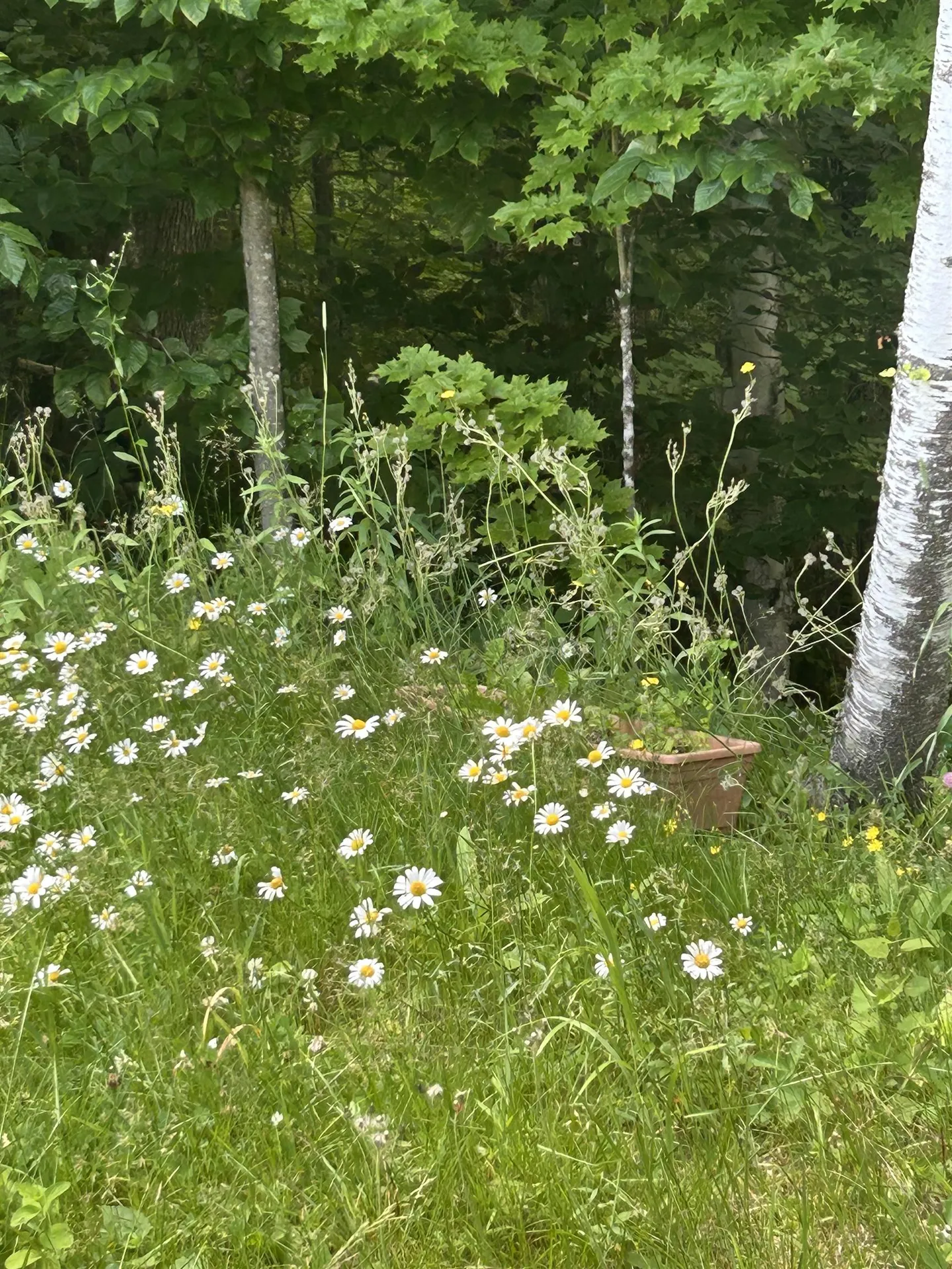 420 Gale Chandler Road Landaff NH 03585