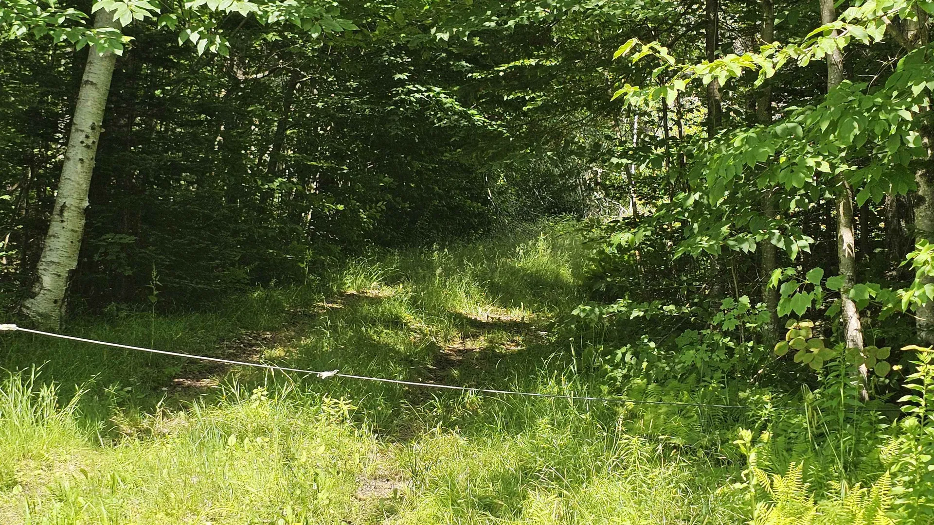 1718 Brown Schoolhouse Road Reading VT 05153