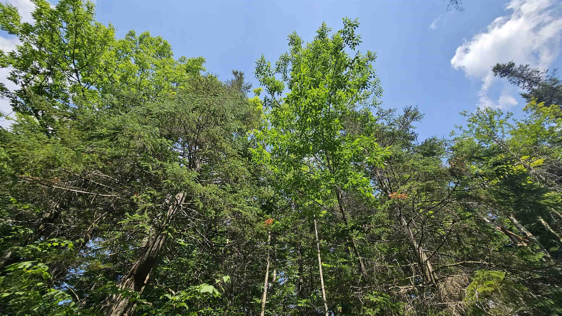 1718 Brown Schoolhouse Road Reading VT 05153