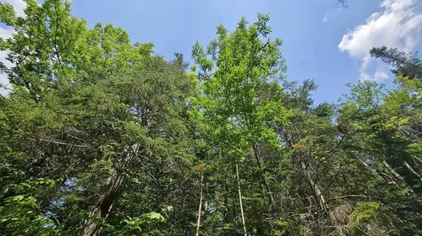 1718 Brown Schoolhouse Road Reading VT 05153