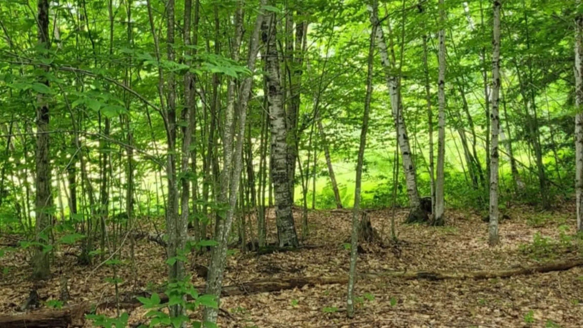 Gill Terrace Ludlow VT 05149