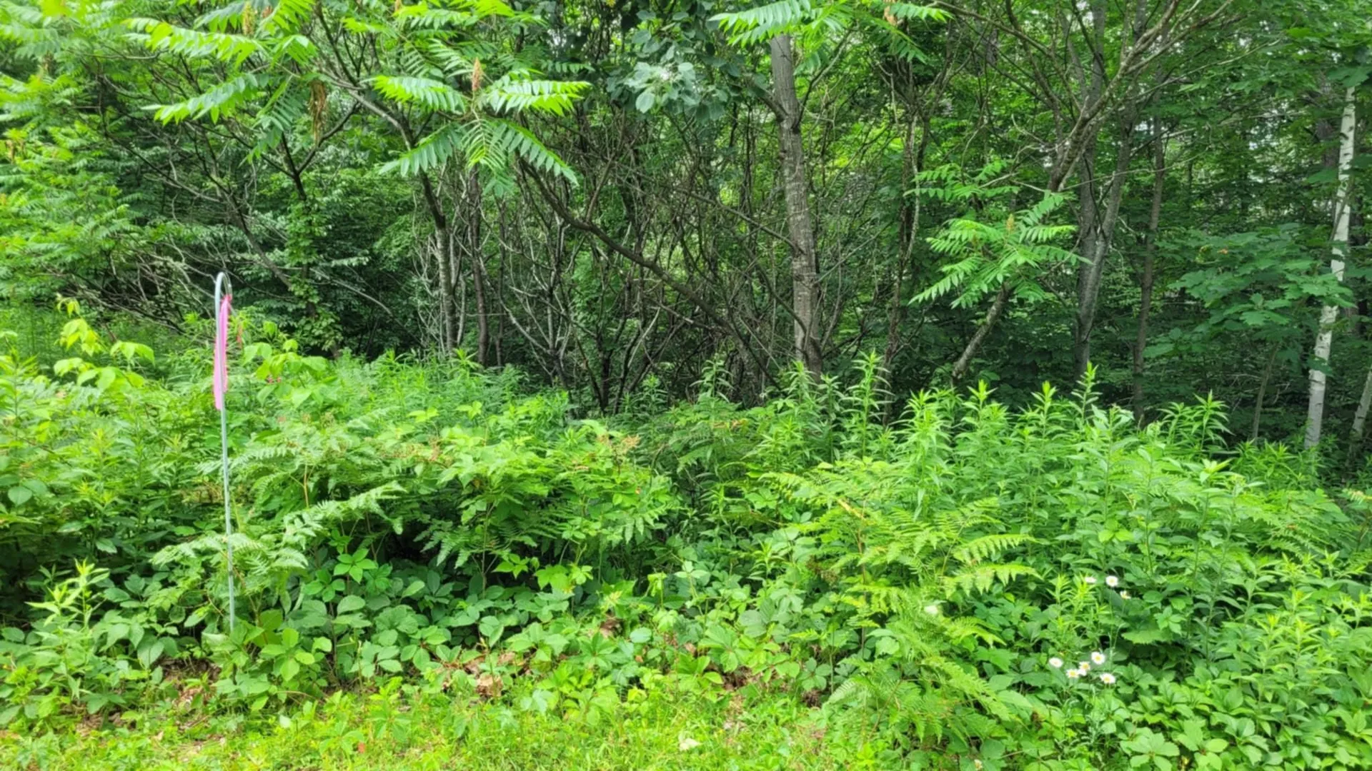 Gill Terrace Ludlow VT 05149