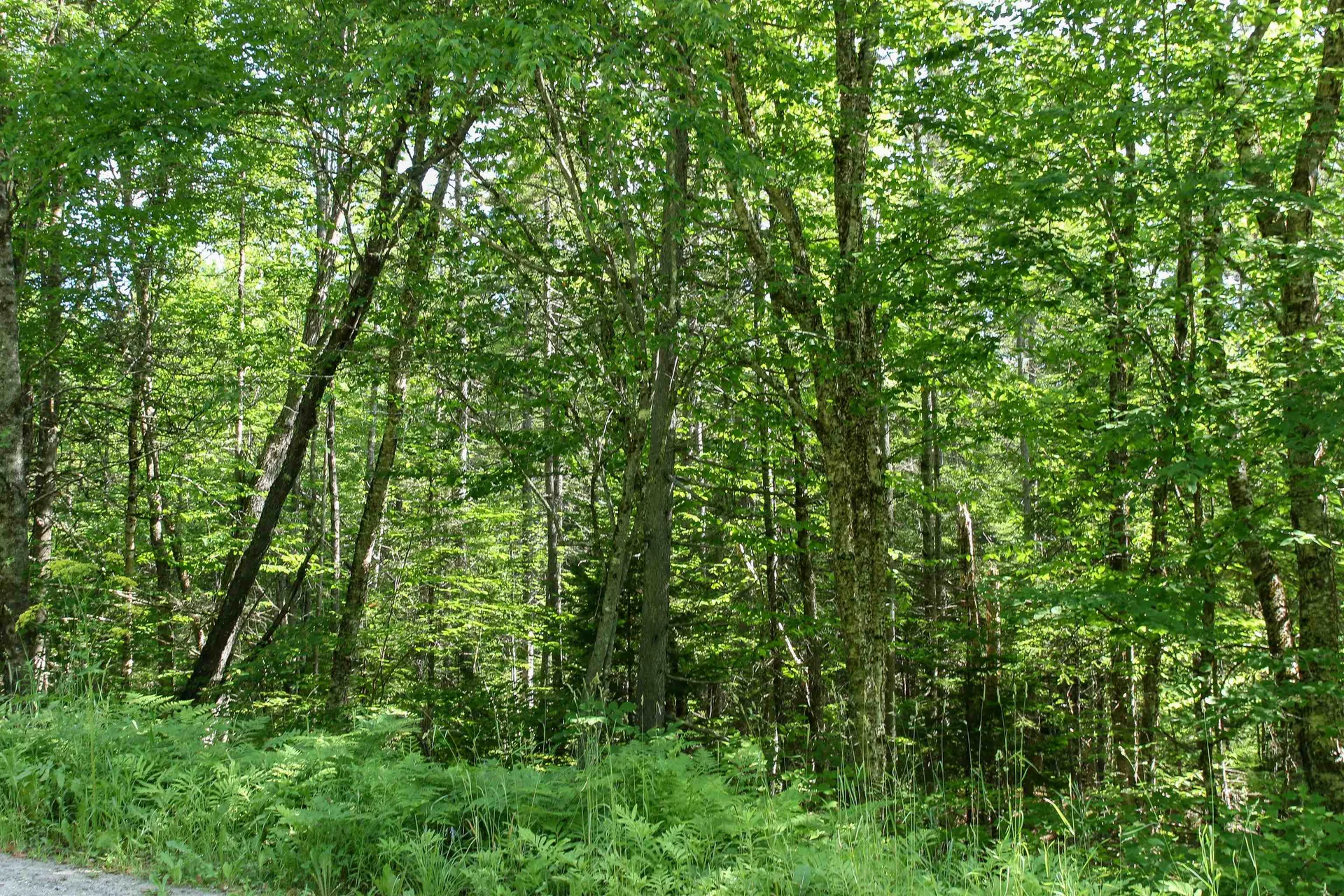 00 Boynton Road Londonderry VT 05148