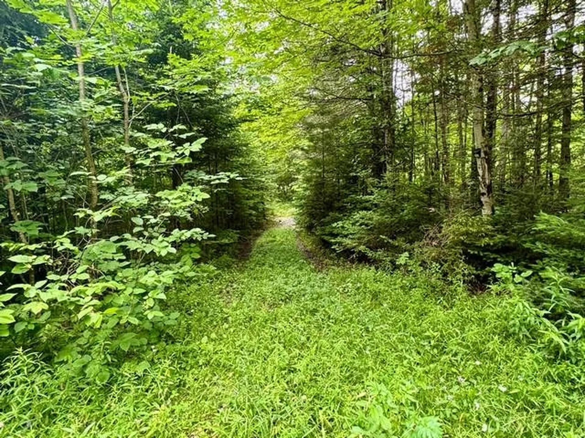 796 New Duck Pond Road Sheffield VT 05866