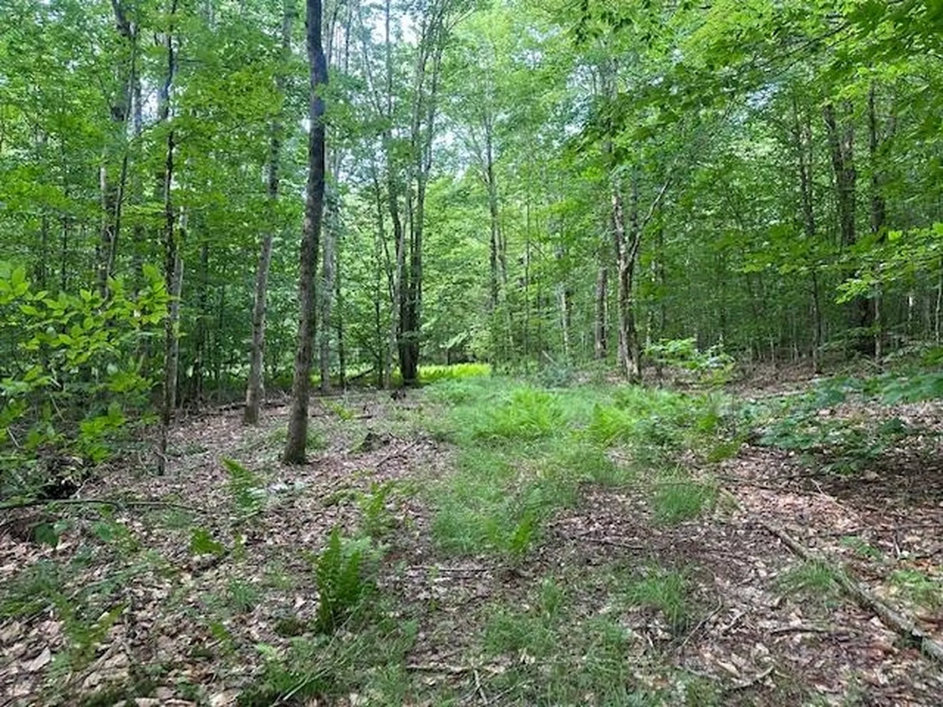 1430 Back Road Belvidere VT 05442