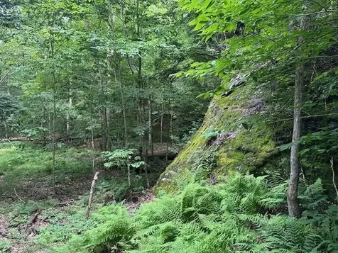 1430 Back Road Belvidere VT 05442