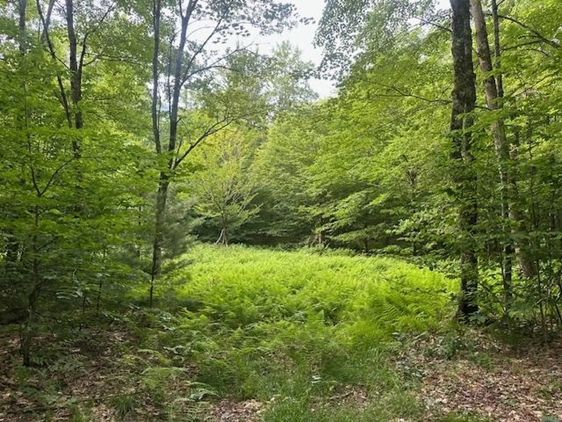 1430 Back Road Belvidere VT 05442