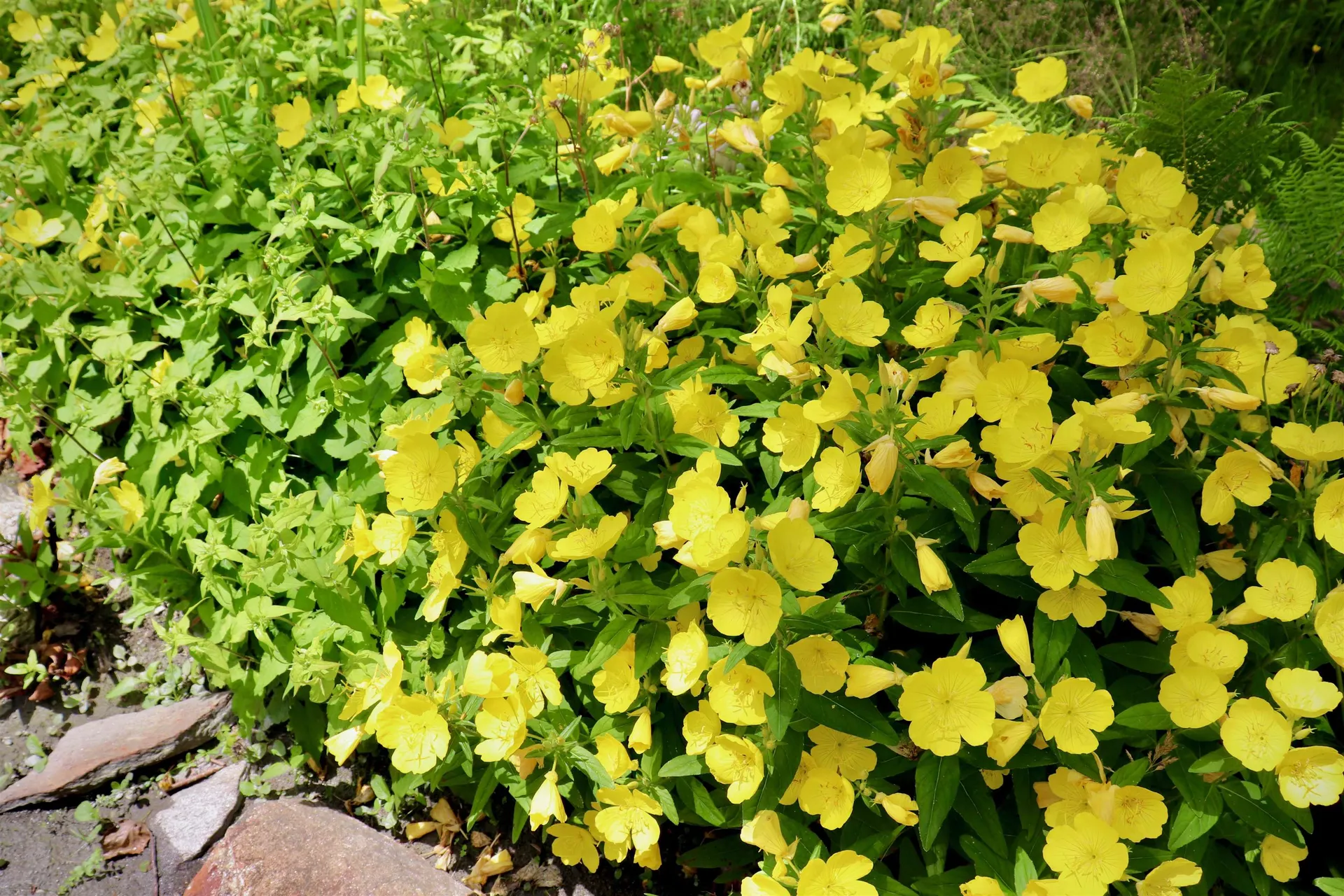 1 Dorr Fitch Road Dover VT 05356