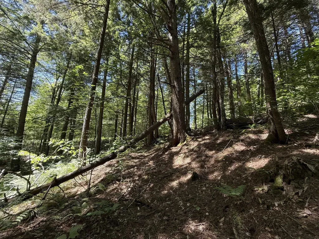 58 Boardman Loop Wardsboro VT 05360