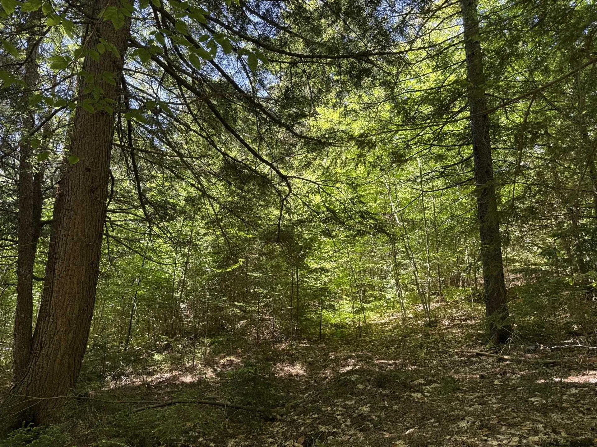 58 Boardman Loop Wardsboro VT 05360