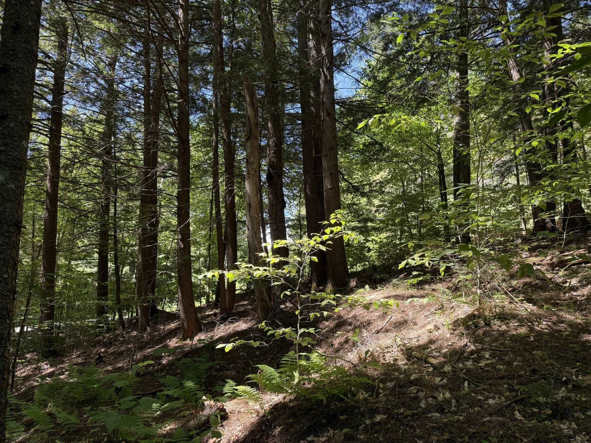 58 Boardman Loop Wardsboro VT 05360