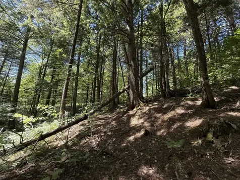 58 Boardman Loop Wardsboro VT 05360