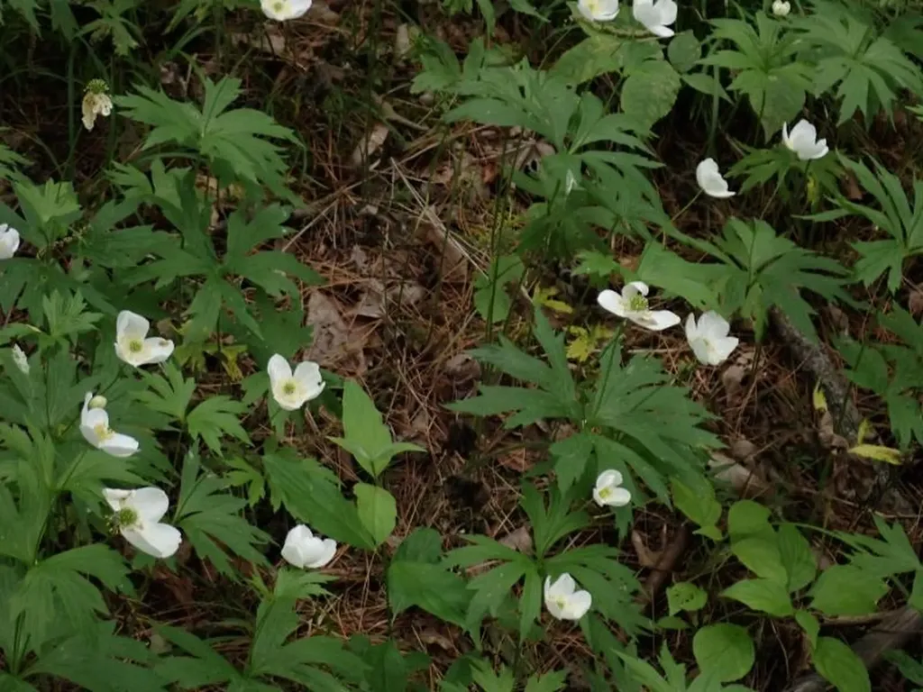 0 Marshall Phillips Road Brandon VT 05733