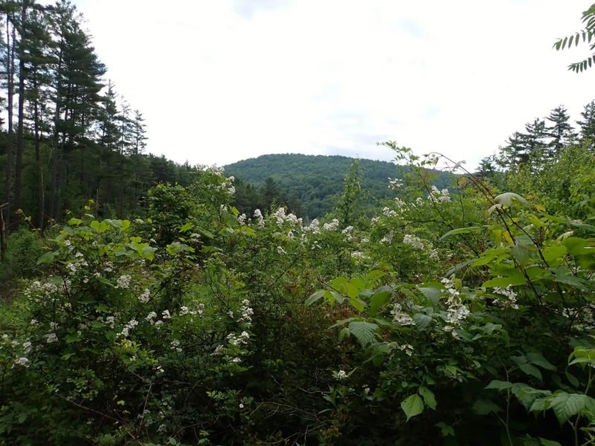 0 Marshall Phillips Road Brandon VT 05733