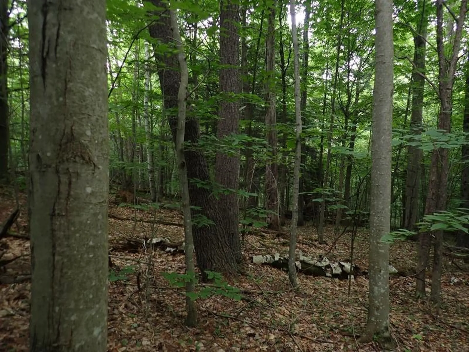 0 Marshall Phillips Road Brandon VT 05733