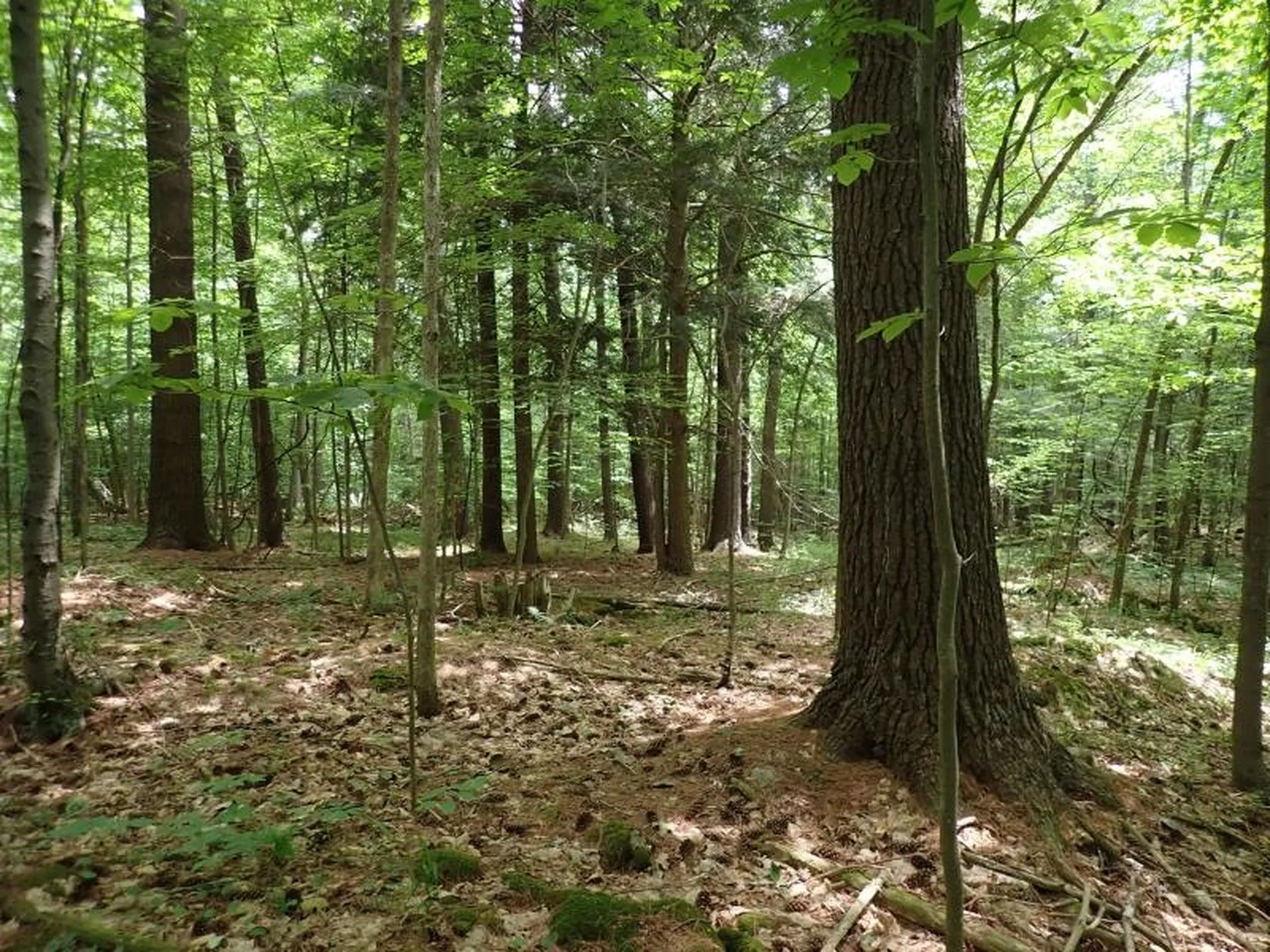 0 Marshall Phillips Road Brandon VT 05733